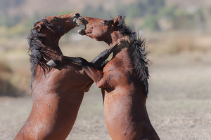 Nevada Virginia Range Series 32