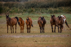 Nevada wild  Series VR1 3