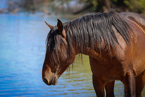 Nevada Virginia Range Series 36
