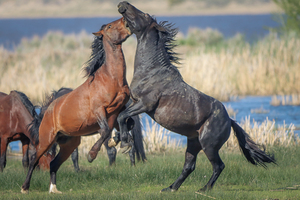 Nevada Virginia Range Series 27