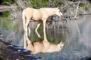 Nevada Virginia Range Series 38