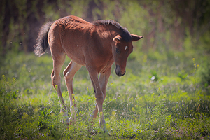 Nevada Virginia Range Series 30