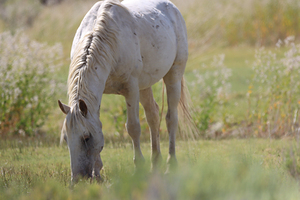 Nevada Virginia Range Series 2