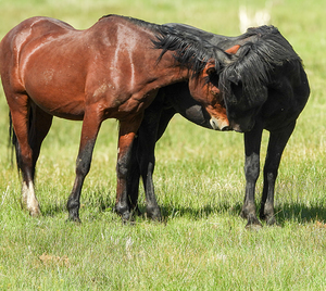 Nevada Virginia Range Series 5