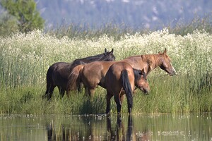 Wild Horse Nevada Series 9