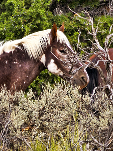 Nevada Mustang series2