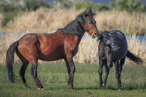 Nevada Virginia Range Series 20