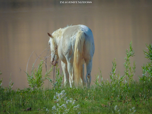 Wild Horse Nevada Series 13