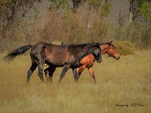 Nevada Mustang series 9 1