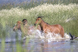 Wild Horse Nevada Series 4
