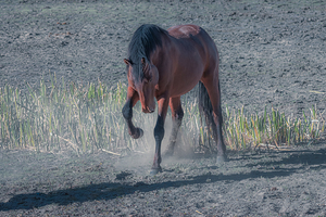Nevada Virginia Range Series 33