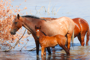 Nevada Virginia Range Series 35