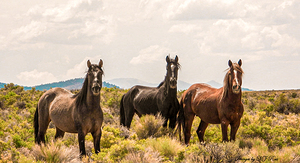 Nevada Mustang series 12 1