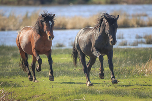 Nevada Virginia Range Series 14