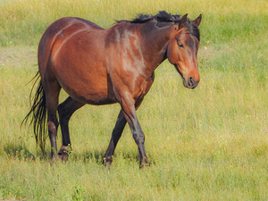 Nevada Virginia Range Series 6