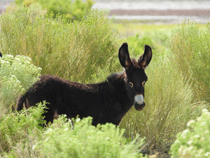 Marietta Wild Burro Range HMA 1