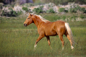 Nevada Virginia Range Series 12