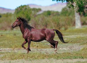 Nevada Virginia Range Series 3