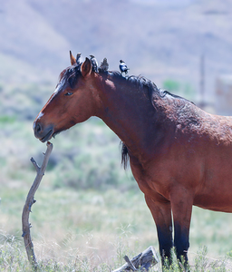 Nevada Mustang series1 1