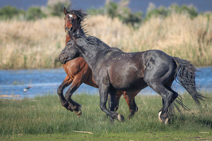 Nevada Virginia Range Series 26
