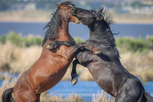 Nevada Virginia Range Series 17