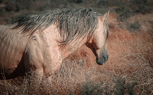 Nevada Mustang series 3 1