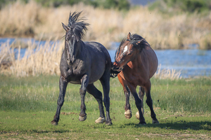 Nevada Virginia Range Series 18