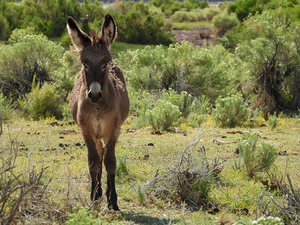 Marietta Wild Burro Range HMA 1
