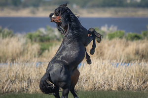 Nevada Virginia Range Series 23