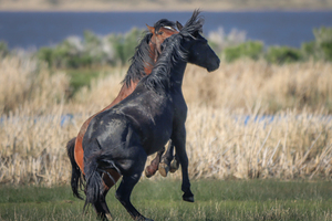 Nevada Virginia Range Series 24