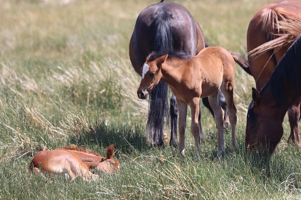 Nevada Wild 165 1 Print
