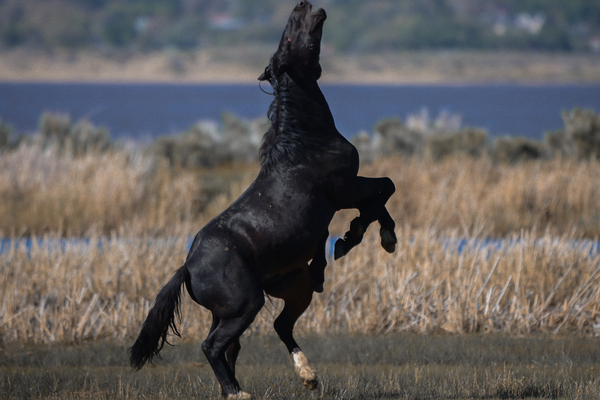 Nevada Virginia Range Series 22 by ImagesbyMJRoss