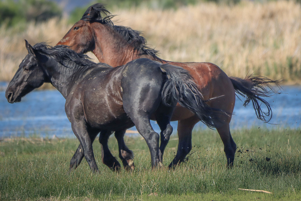 Nevada Virginia Range Series 25 Print