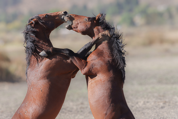 Nevada Virginia Range Series 32 Print