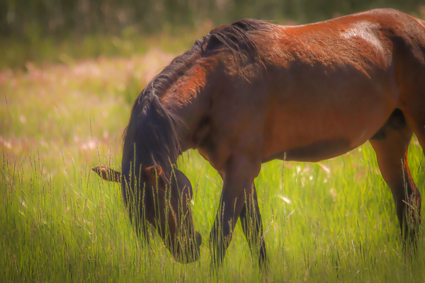 Nevada Wild 165 1 by ImagesbyMJRoss