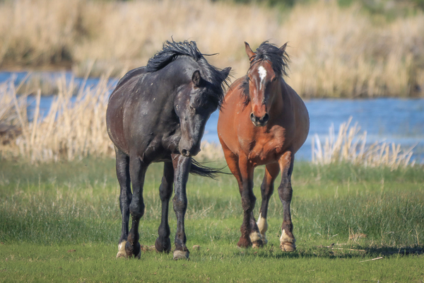 Nevada Virginia Range Series 19 Digital Download