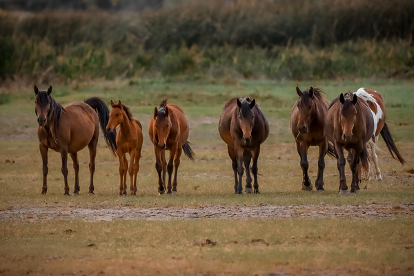 Nevada wild  Series VR1 3 by ImagesbyMJRoss