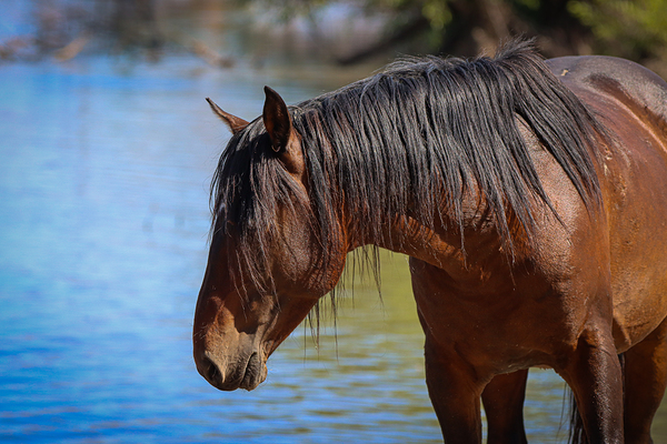 Nevada Virginia Range Series 36 by ImagesbyMJRoss