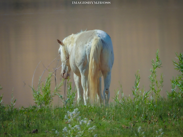 Nevada Wild 165 1 by ImagesbyMJRoss