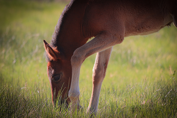 Nevada Wild 13 1 by ImagesbyMJRoss