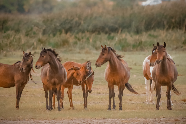 Nevada wild  Series VR1 2 by ImagesbyMJRoss