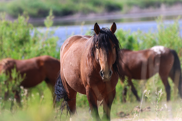 Nevada Virginia Range Series Print