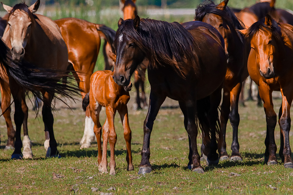 Nevada wild  Series VR1 1 by ImagesbyMJRoss