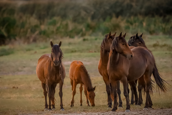 Nevada wild  Series VR1 2 by ImagesbyMJRoss
