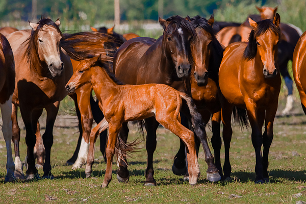 Nevada wild  Series VR1 3 by ImagesbyMJRoss