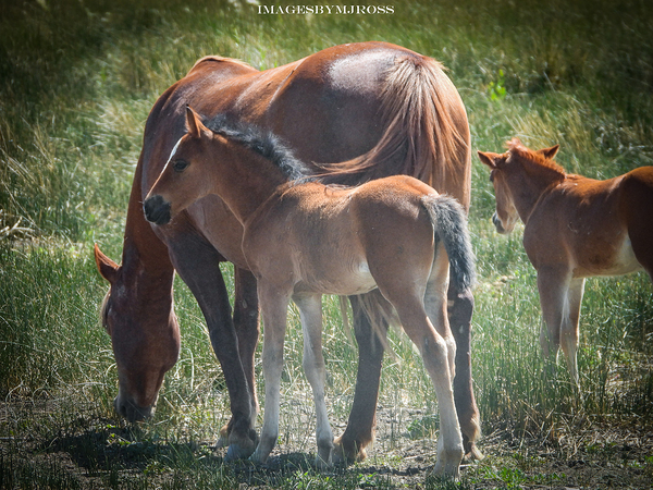 Nevada Wild 165 1 by ImagesbyMJRoss