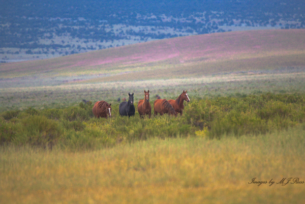 Nevada Mustang series 5 1 by ImagesbyMJRoss