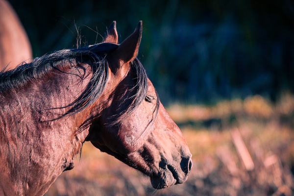 Nevada wild 2 by ImagesbyMJRoss