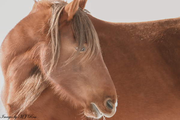 Wild Horse Winter  Print