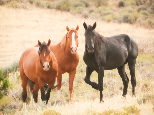 Nevada Mustang Series 15 1 Print